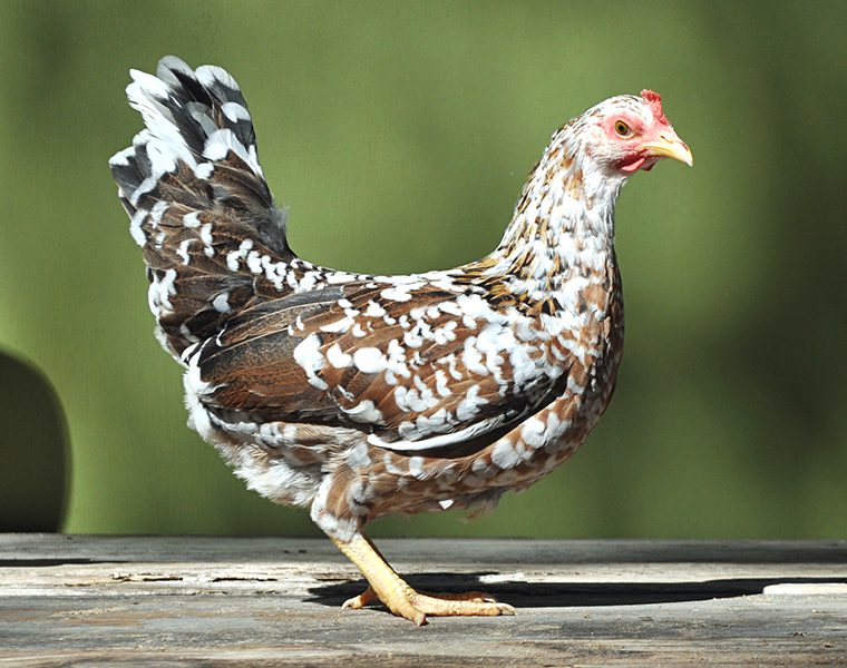 Olandsk Dwarf is a small chicken breed and can lay white eggs. They have a colorful feather.