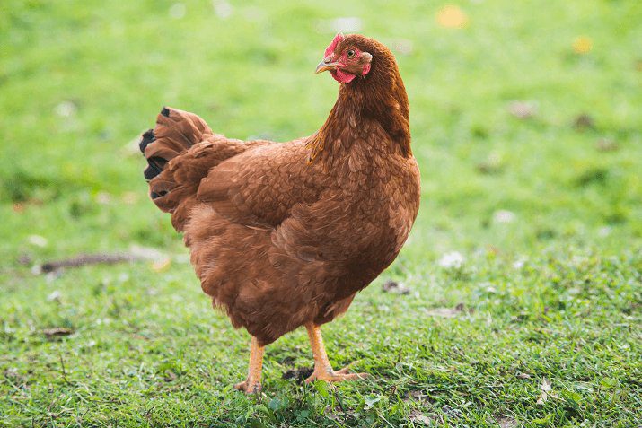 Rhode Island Red are common chicken breeds for laying eggs, the color of the eggs is light brown.
