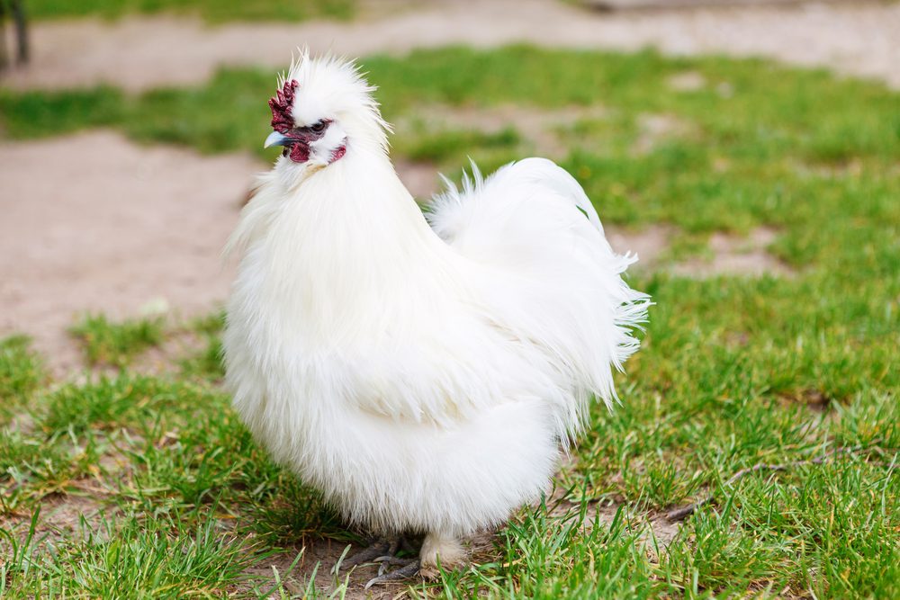 Has a fluffy feather, silkie chicken is suitable for your backyard.