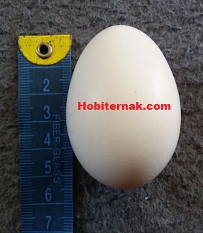 Telur Ayam Hias