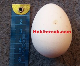 Telur Ayam Onagadori