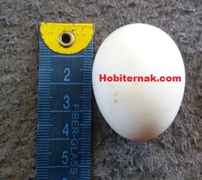 The size of Serama chicken eggs also smaller that general chicken eggs, and its similar to Kate's eggs. | Serama's egg
