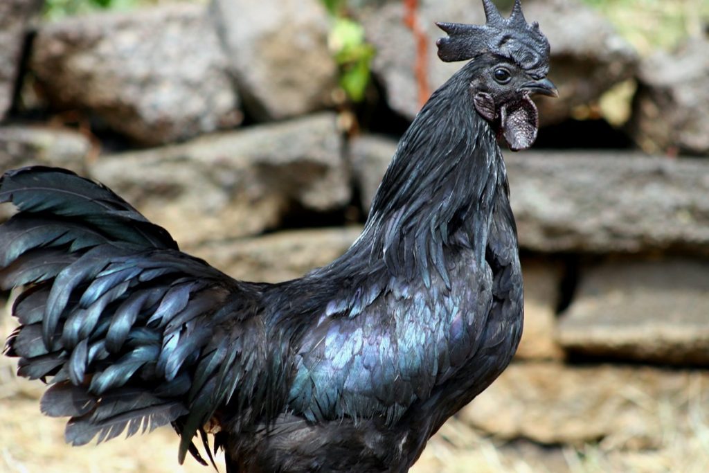 Keunikan ayam cemani terdapat pada seluruh bagian tubuhnya yang berwarna hitam legam  | Keunikan cemani