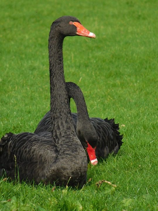 Black Swan si angsa hitam langka yang memiliki keunikan tersendiri