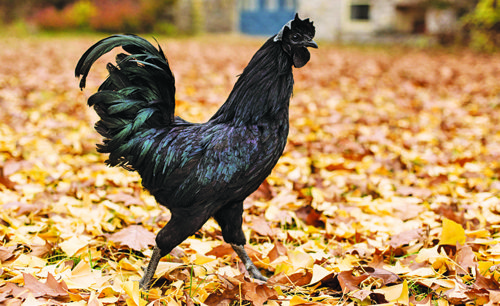Nama Ayam Cemani berasal dari Bahasa Sansekerta yang berarti Cemani atau "Hitam Legam"