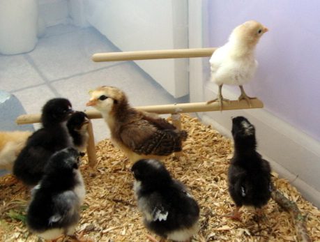 Inside the cage can also be given a wooden perch for chickens that you raised.