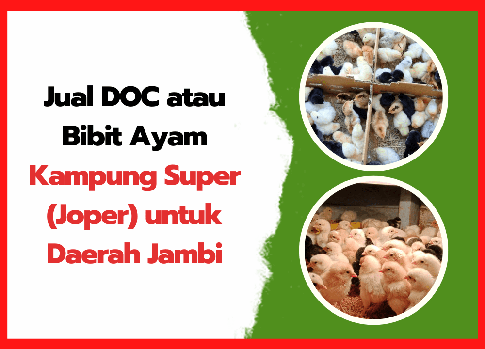 Jual DOC atau Bibit Ayam Kampung Super (Joper) untuk Daerah Jambi | cover