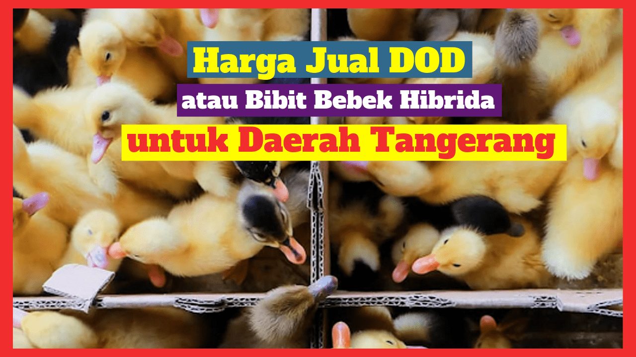 Harga Jual DOD atau Bibit Bebek Hibrida untuk Daerah Tangerang