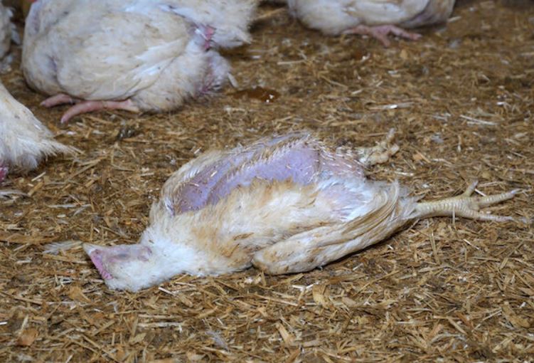 Penyakit tetelo pada ayam tipe ini biasanya banyak menyerang ayam muda sekitar 30 % dan kebanyakan menyerang ayam usia dewasa | image 4