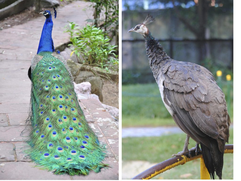 Burung merak biru jantan dan betina | Image 2