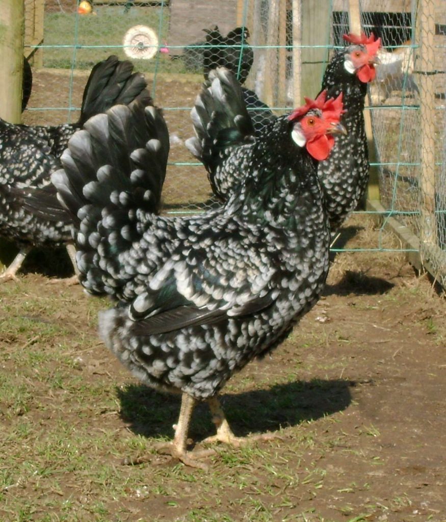 Ayam Ancona dapat memproduksi telur sekitar 200 butir pertahunnya | Image 3
