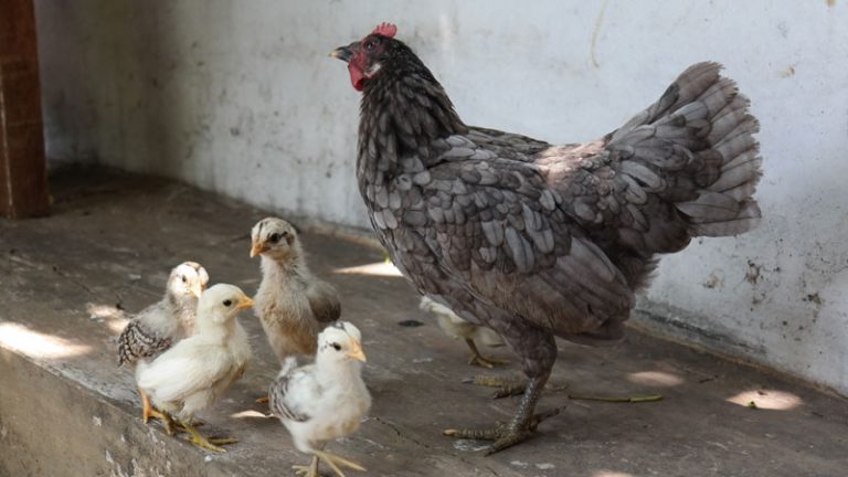 8 Jenis Ayam Pedaging Terkenal Di Indonesia Patut Anda Ketahui | HOBI