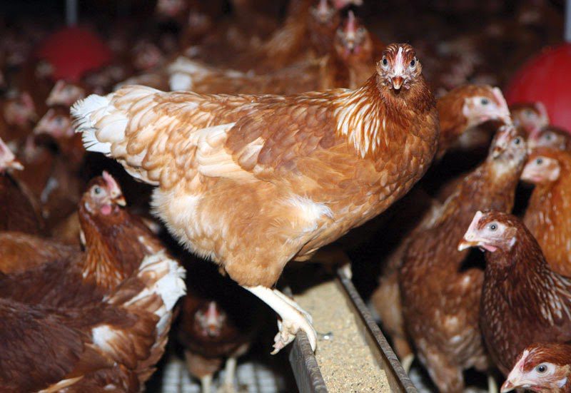Menginjak umur ayam 8 minggu ayam lohman brown dapat memproduksi telur hingga 300 butir pertahunnya  | Image 5