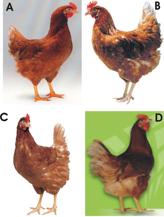 Ayam Petelur terbagi menjadi beberapa jenis dan memiliki keunggulan tersendiri di setiap jenisnya | Image 3