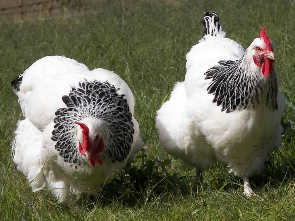 Jenis ayam ini mampu menghasilkan telur dengan jumlah mulai dari 180 - 320 butir per ekor dalam setahun | Image 6