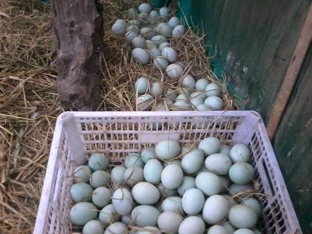 Proses pemanenan telur bebek | image 7