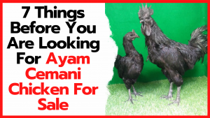 7 Things Before You Are Looking For Ayam Cemani Chicken For Sale