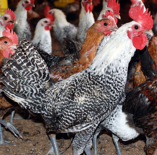Penampakan ayam arab yang mirip seperti sedang memakai sorban | Image 4