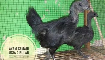 Ayam Cemanai usia 2 bulan