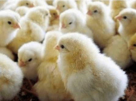 Ayam Pejantan untuk Pedaging