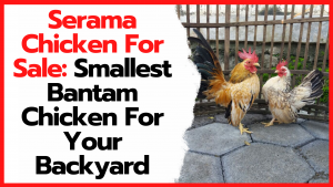 Serama chicken is the type of chicken that has the smallest body posture in the world. | Image on Title