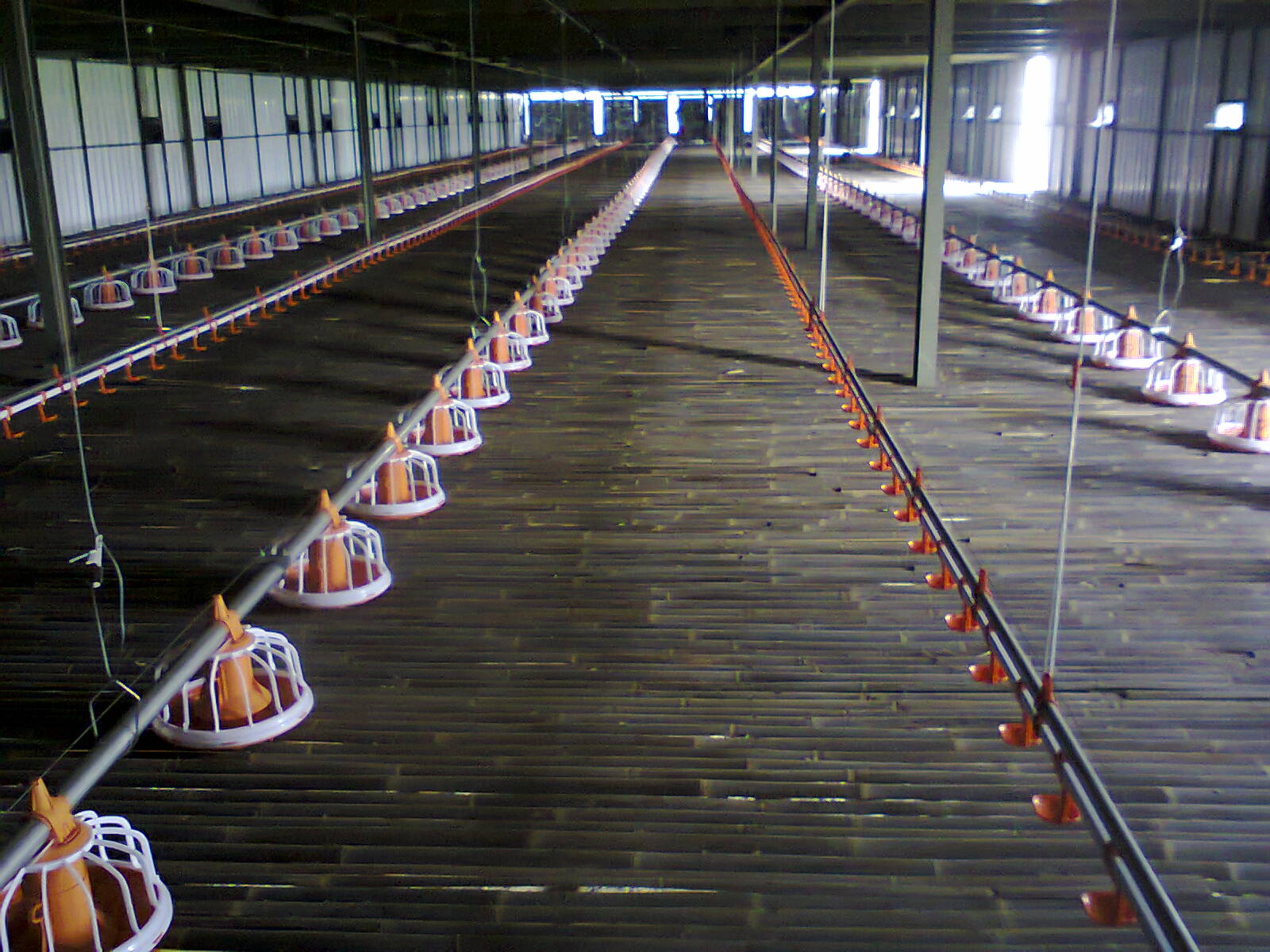 Salah satu bentuk lantai kandang Panggung untuk pemeliharaan Ayam Kampung Super