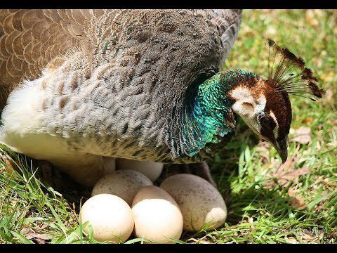 Telur burung merak hampir sama dengan telur ayam pada umumnya, hanya saja berukuran lebih besar. | image 4