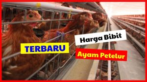 Harga DOC Ayam Petelur Layer & Keunggulan dalam Beternak Ayam Petelur