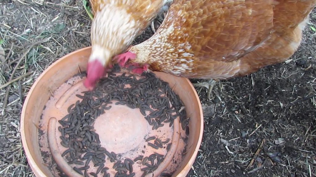 Ayam sedang makan maggot BSF