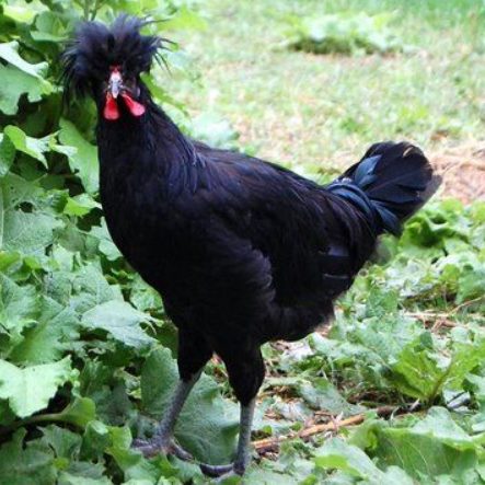 With its declining population, The Crèvecoeur Chicken is one of the rarest chicken breed They are also a fancy chicken.