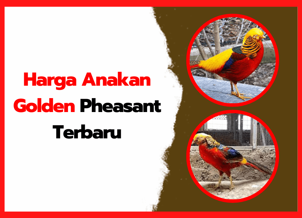 Harga Anakan Golden Pheasant Terbaru