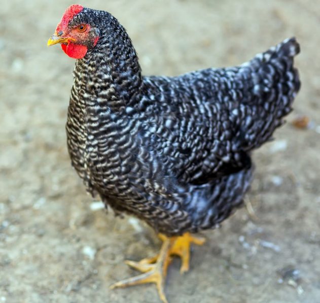Plymouth rock chicken is a best chickens for pets and eggs, they can live in your backyard and provide you a lot of eggs.