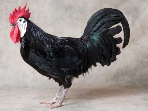 The Spanish Chicken has a white earlobs on their face, it makes them so unique and also one of the rarest chicken breed.
