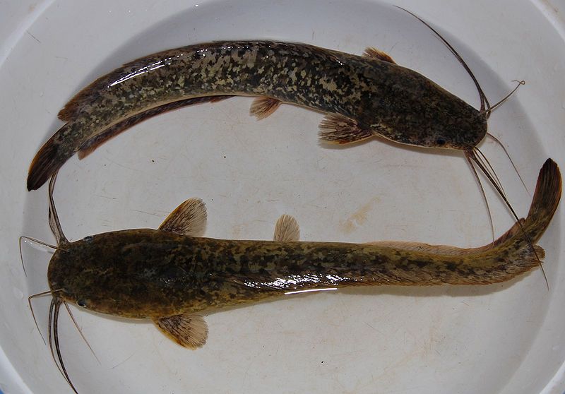 Dua Ekor Ikan Lele Sangkuriang