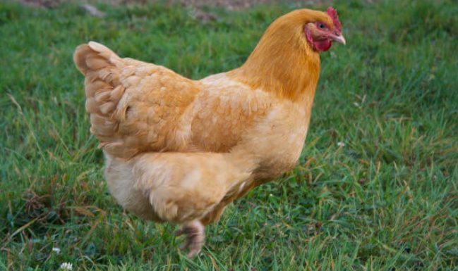 Orpington chicken is one of the expensive chickens in the world and it can produce a lot of eggs annualy.