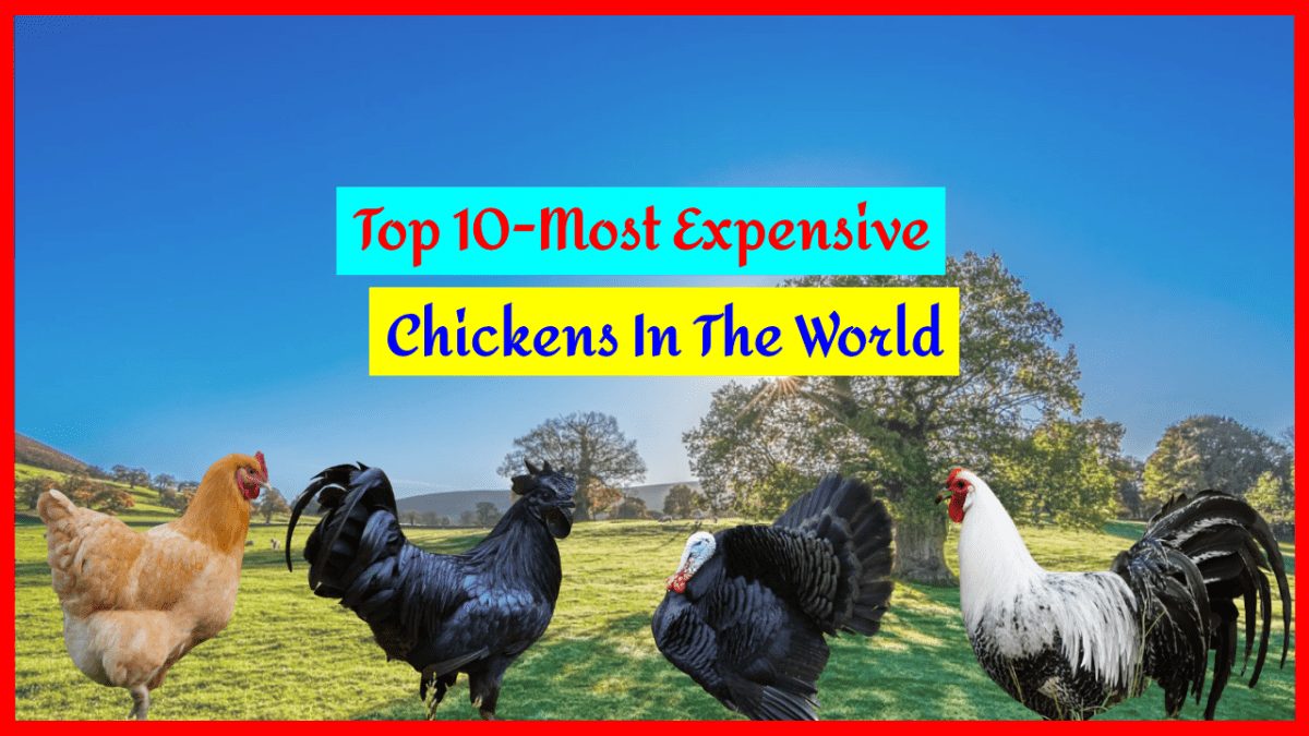 10 Most Expensive Chicken In The World, Have You Know It?