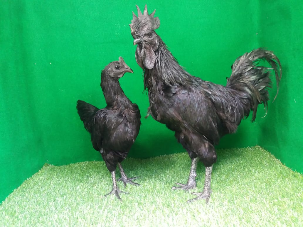 Now is the happy moment where your adult cemani chicken can produce eggs and breed. | Adult cemani