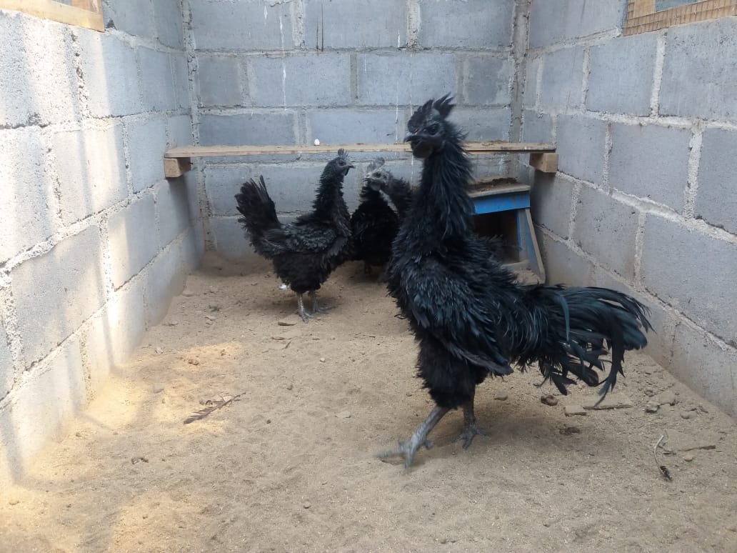 This is another species of ayam cemani in general, inverted feathers and very unique. | Cemani walik
