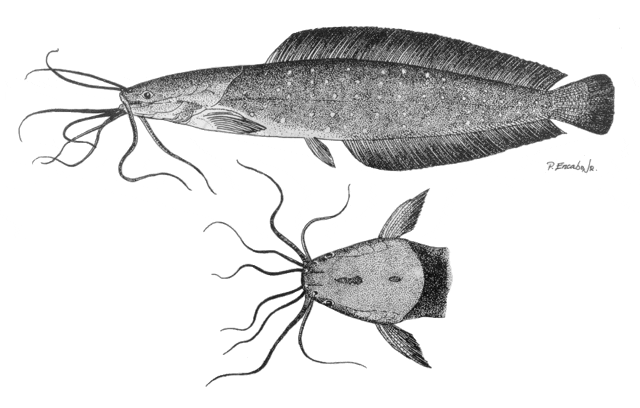 Ikan Lele Kepala Lebar