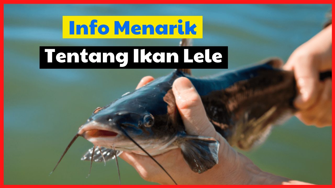 Info Menarik Tentang Ikan Lele