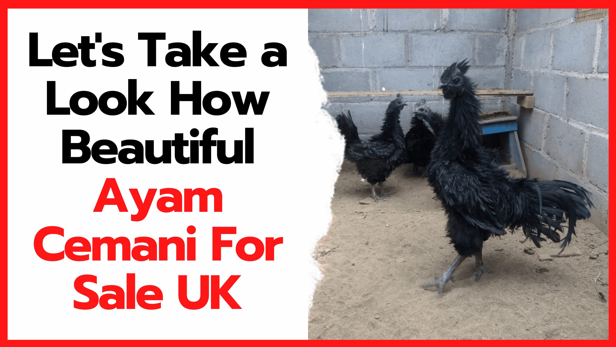Ayam cemani is indeed unique in that it has a jet black body color even to the inside of its body. | Featured Image