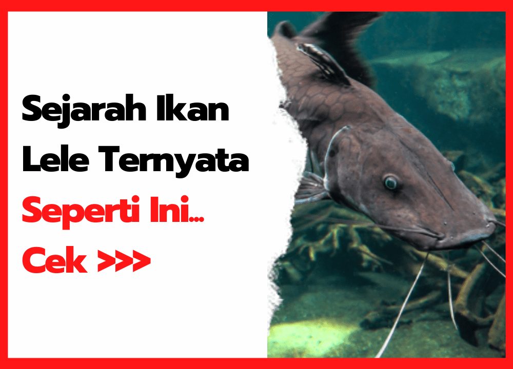 Sejarah Ikan Lele Yuk Kita Simak Ulasannya Disini | cover