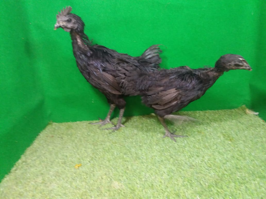 When the ayam cemani chickens are teenagers, they can be kept in a cage or indulged. | Young Cemani