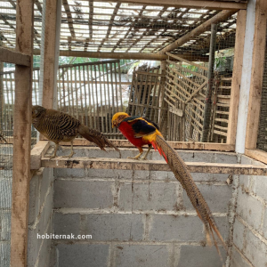 Golden Pheasant Usia Indukan