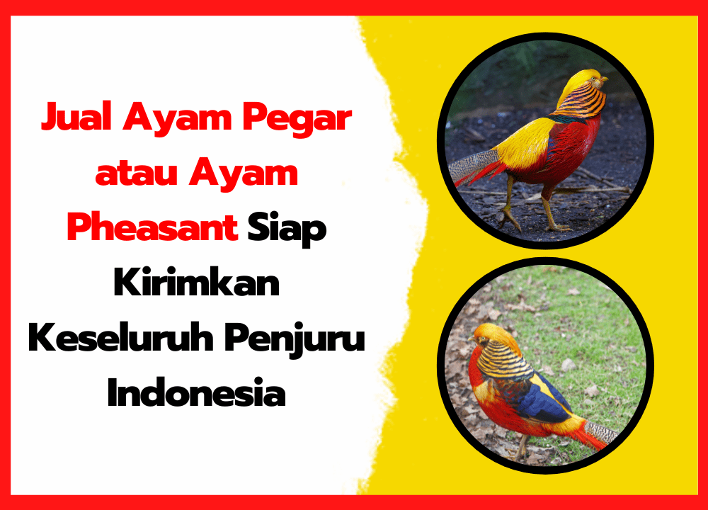 Jual Ayam Pegar atau Ayam Pheasant Siap Kirimkan Keseluruh Penjuru Indonesia