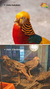Perbandingan Golden Pheasant usia anakan dan indukan