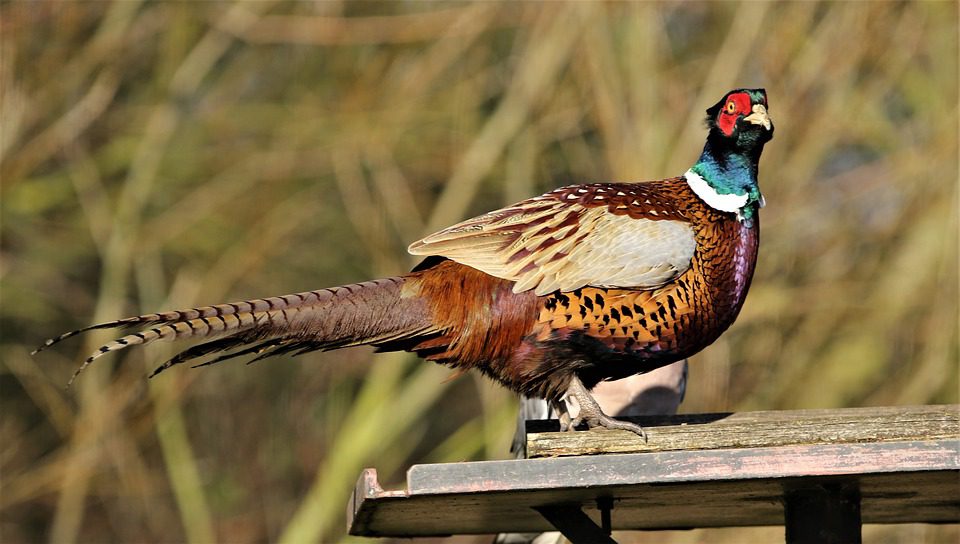 Ciri khas ayam ringneck pheasant yaitu terdapat pada bagian lehernya. Lehernya memiliki bulu melingkar berwarna putih yang mirip seperti sedang memakai kalung | image 7