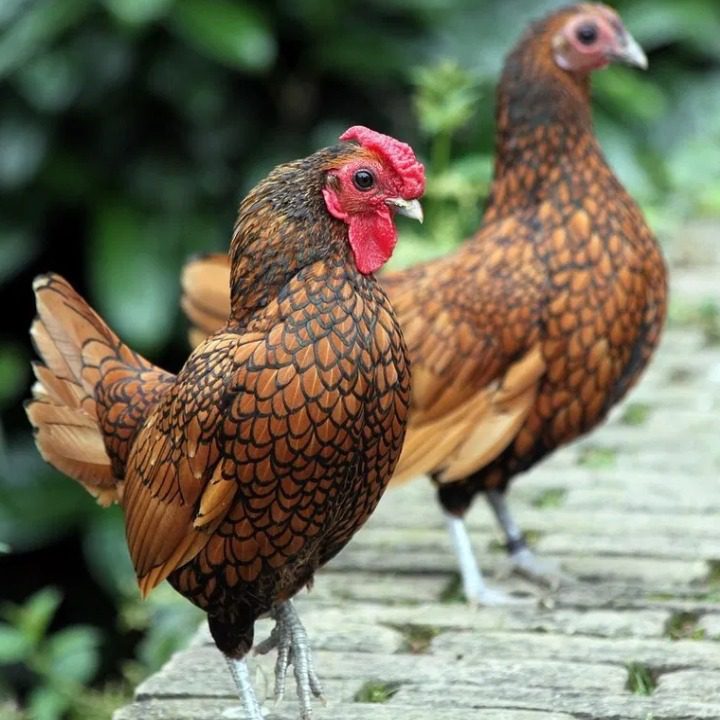 Untuk mencegah ayam batik terkena serangan penyakit maka kita perlu melakukan perawatan yang benar