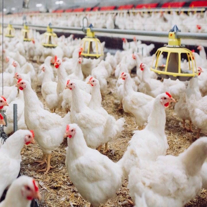 Ternak ayam potong broiler dapat dipanen pada usia 35 hari | Image 1