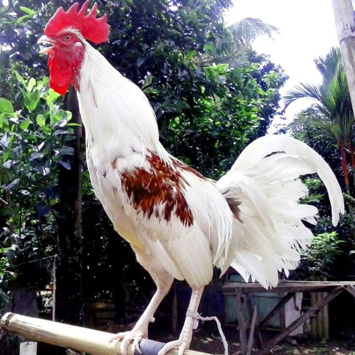 Ayam ketawa biasa di sebut dengan ayam jantan dari timur